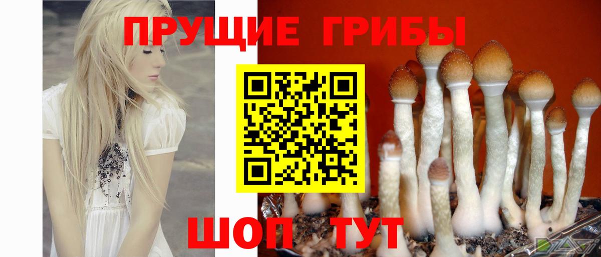 Псилоцибиновые грибы Psilocybine cubensis Камень-на-Оби